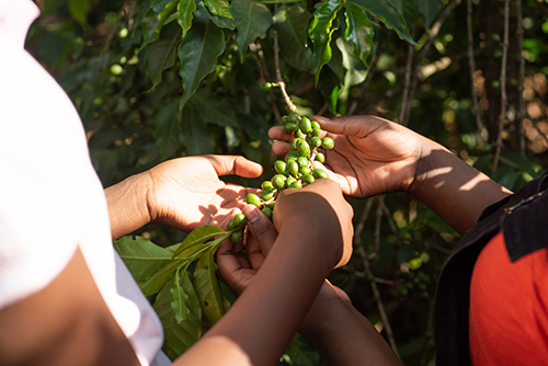 hands holding green coffee beans